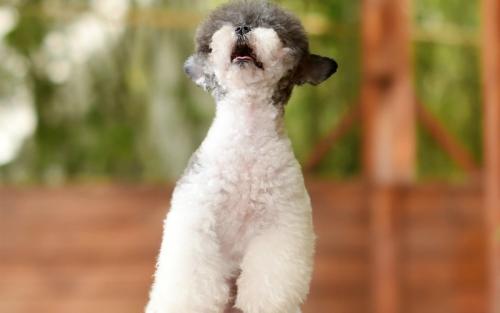 ÉϺ££ºÒ½ÎÀÈËÔ±·¢ÏÖ´«È¾Î£º¦ÐÂÐͲ¡Àý¿ÉÖ±½Ó±¨¸æ