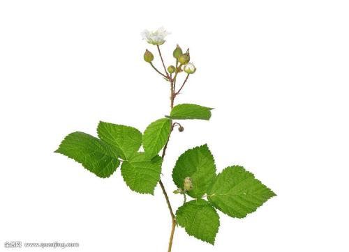 ¾öÕ½¾öʤÍÑÆ¶¹¥¼á£üÈúË×Ó