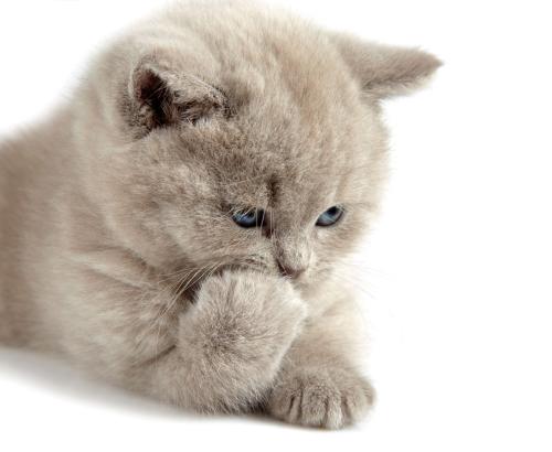 ·չ׶Ρũص ؼ￴ؼ