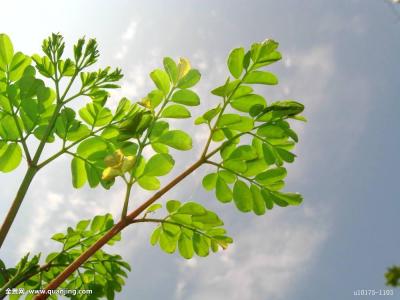 ͶÈ룡¹ú¼Ò10Äê1600ÒÚÔªÍÆ¶¯Î÷²ØÌáÉý°ìѧÌõ¼þ