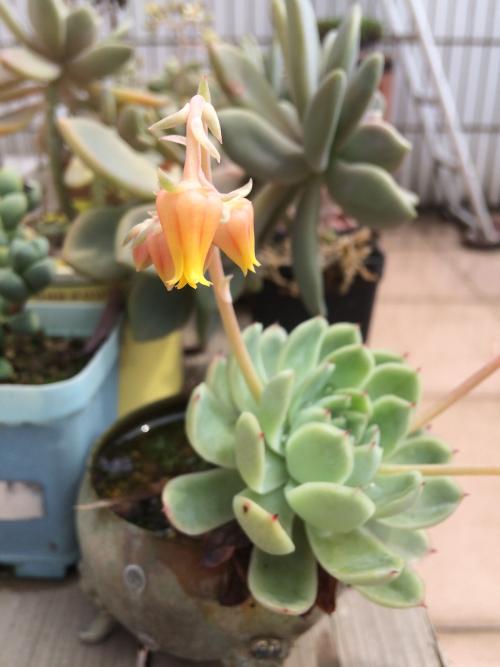 ×ܹæÄ£Á½Ç§ÒÚÔª»ì¸Ä»ù½ðÂ䵨 ÖúÁ¦¹úÆó¸Ä¸ïÔÙÉ